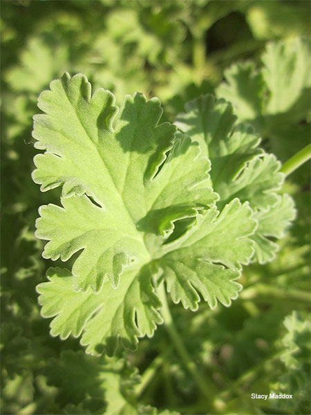 Nutmeg Geranium Leaf by Stacy Maddox