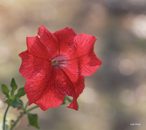 Crimson Petunia by Lisa Shea